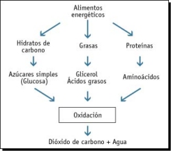 Anabolicas proteinas