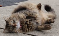 Maine Coon cat Annie rolls. Click here for cat lover gifts!