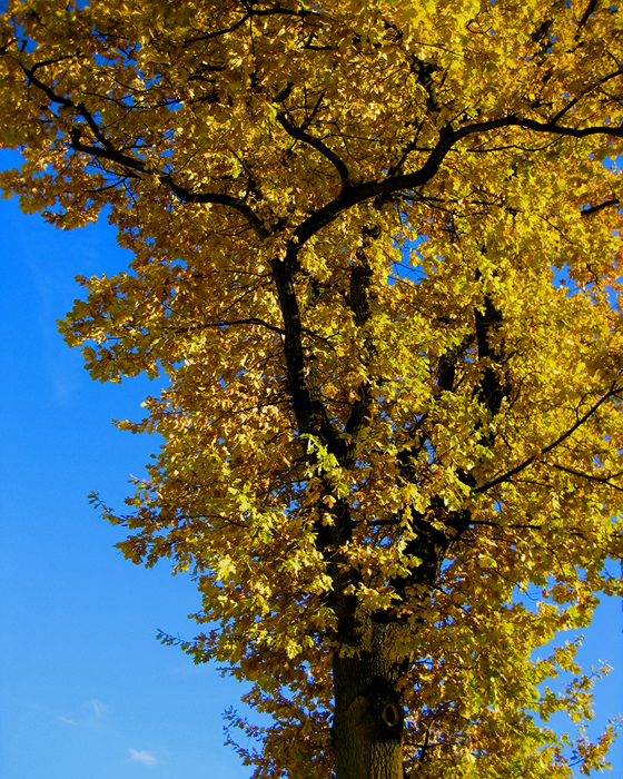 autumn tree, erlangen, germany - photo by Joselito Briones