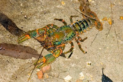 Sydney Crayfish, Euastacus australasiensis