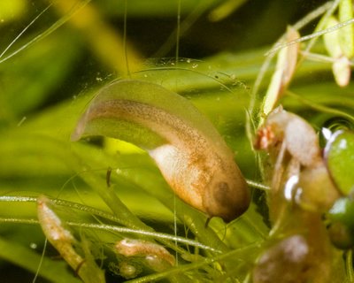 Litoria peronii, Perons Treefrog, embryo