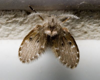 Washroom fly, family Psychodidae, possibly Clogmia albipunctata