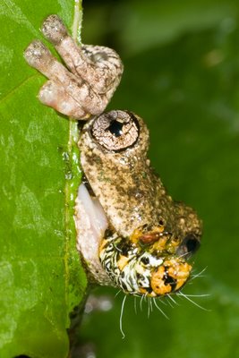 Litoria peronii, Perons Treefrog, eating a grapevine moth caterpillar