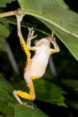 Litoria peronii, Peron's Treefrog