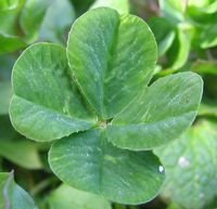 Four-leaf clover, by Tim McCormack, adopted from Wikimedia Commons