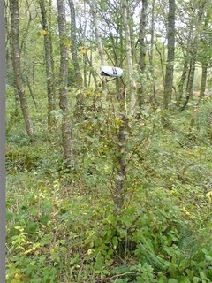 Beer grows on trees