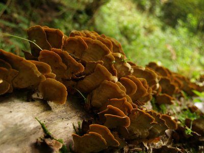 Funghi che hanno colonizzato il tronco di un albero morto sulle rive del Fosso della Lama