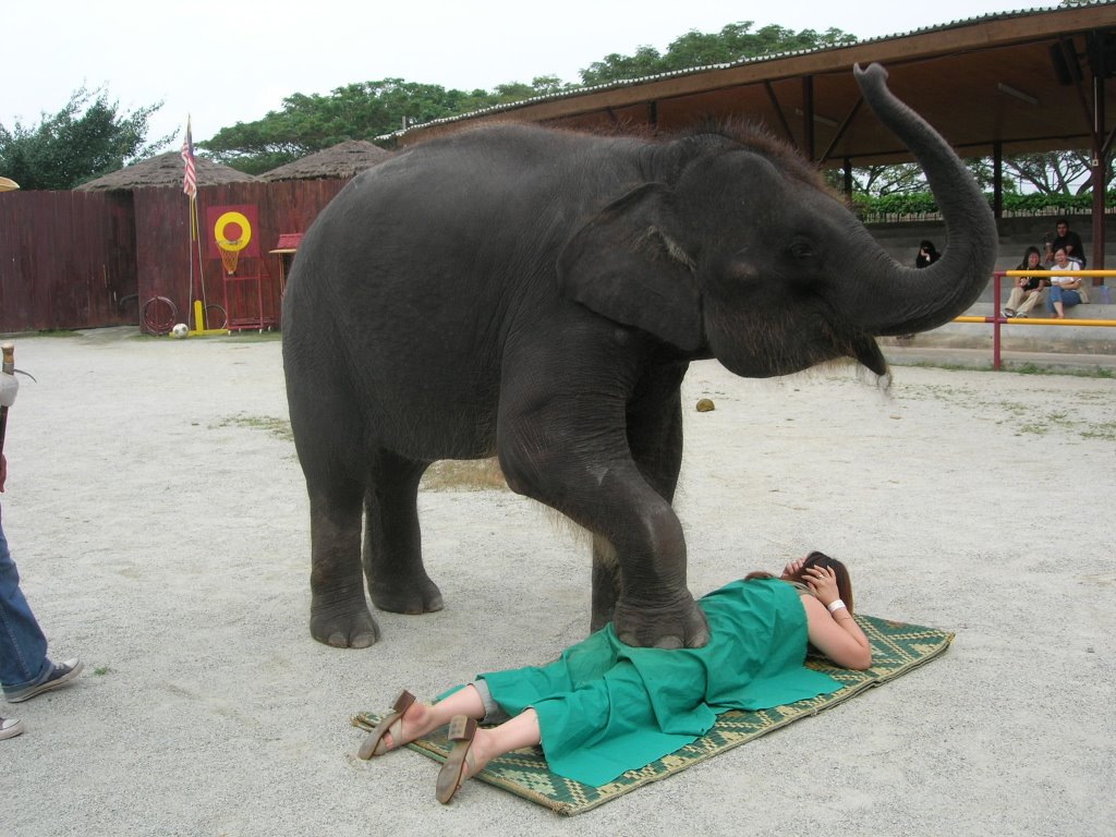 Résultat de recherche d'images pour "massage elephant"