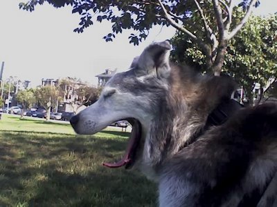 Muki yawning in San Francisco's Duboce Park