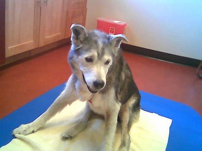 Image of Muki at vet, sitting upright