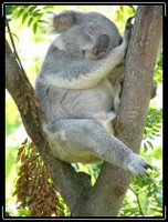 koala being adorable
