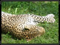 leopard sleeping