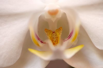 Kwesi's white orchid