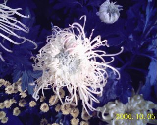 chrysanthemum:2 0f 3