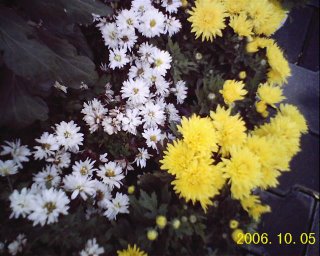 chrysanthemum:3 0f 3