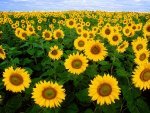 Smiling Sunflowers