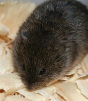 Caption: Picture of a vole, Credit: Purdue News Service, Usage Restrictions: None, Related news release: RODENT'S BIZARRE TRAITS DEEPEN MYSTERY OF GENETICS, EVOLUTION