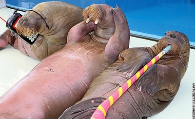 walruses at Hakkeijima Sea Paradise aquarium in Yokohama, Japan - Credited to Offbeat Images CNN