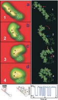 Scientists used a scanning tunneling microscope to manipulate chlorophyll-a into four positions. art by: Saw-Wai Hla