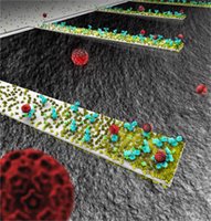 This rendition depicts an array of tiny, diving-boardlike devices called nanocantilevers. The devices are coated with antibodies to capture viruses, which are represented as red spheres. New findings about the behavior of the cantilevers could be crucial in designing a new class of ultra-small sensors for detecting viruses, bacteria and other pathogens. (Image generated by Seyet, LLC)