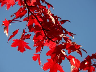 Maples in Red