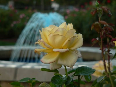 Rose Garden Series: Near the fountain