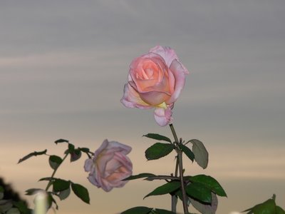 Rose Garden Series : Reaching the Skies