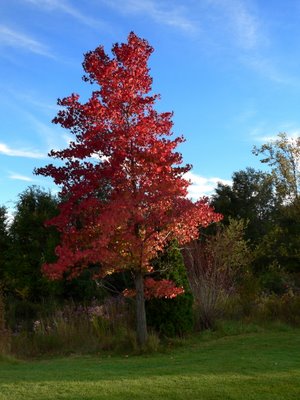 Colors of Fall : Red Maples