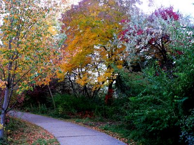 Fall Colors : Kathryn Albertson Park