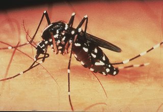 Dengue-2.jpg