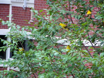 Black-naped Oriole - 4 Birds on a tree