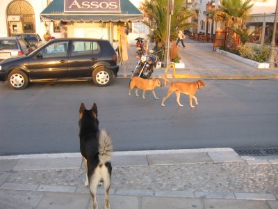 Lösgående hunder i Naxos stad maj 2004