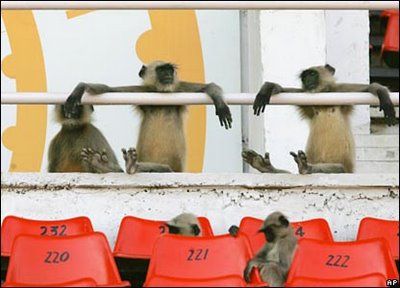 Monkey Spectators