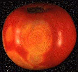 Tomato Spotted Wilt Virus