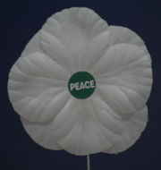 White Peace Poppy