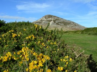 Flowers on the Great Sugarloaf
