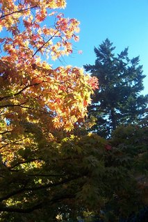 tree in my neighborhood