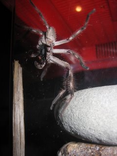 Bo Spangles, the happy huntsman owner of a brand new home, cleaning his fangs before a meal