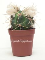 cactus ferocactus