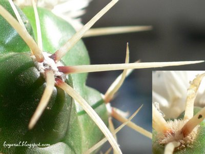 catus ferocactus macro