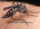 Jangan Biarkan ada... Nyamuk 'Aedesfokepty'