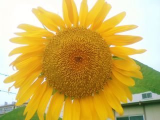  helianthus