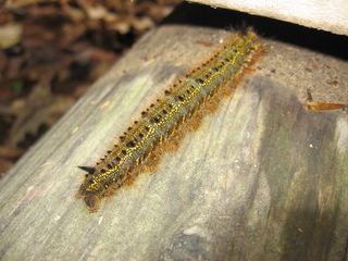  oze animals: caterpiller