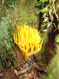  oze flower: 'coral' fungi