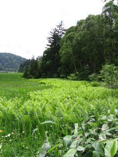  oze: grassland and woods