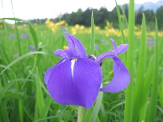  oze purple flower