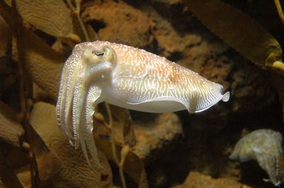 a cuttlefish