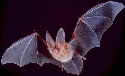 big eared townsend fledermaus bat
