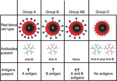 blood type is determined, in part, by the ABO blood group antigens present on red blood cells
