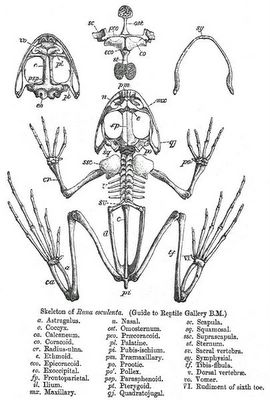skeleton of a frog